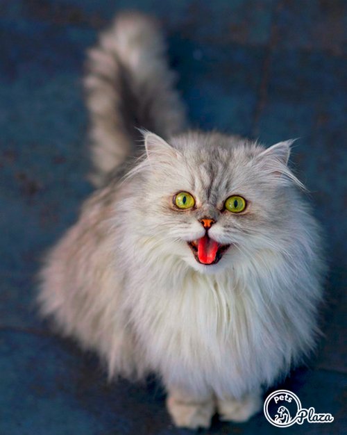 persian cat with white furr of 6 months cute image